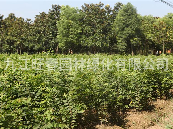 樸樹